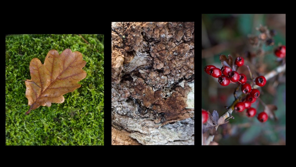 Nature - Linda Knapper